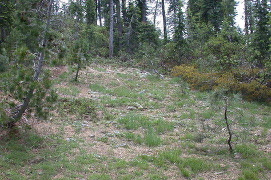 Image of Klamath manzanita