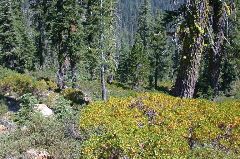 Image of Klamath manzanita