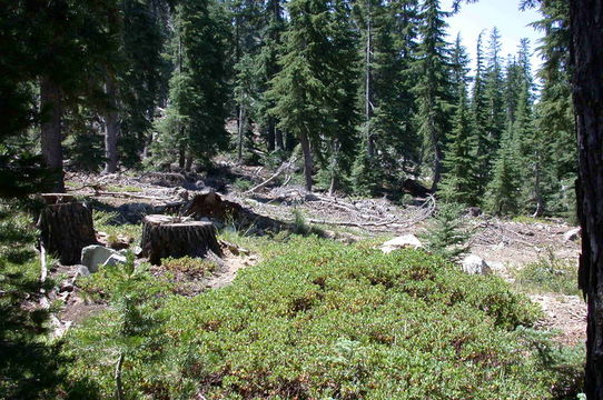 Image of Klamath manzanita