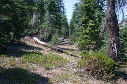 Image of Klamath manzanita