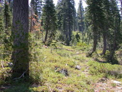 Image of Klamath manzanita