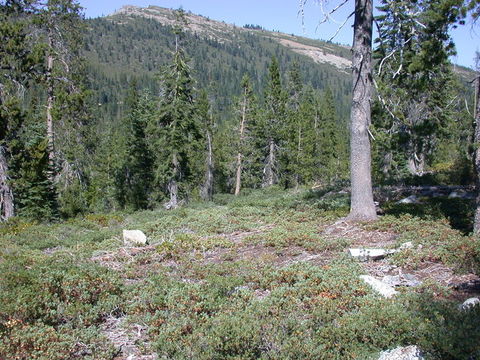 Image of Klamath manzanita