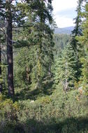 Image of Klamath manzanita