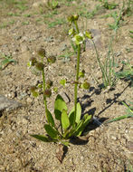 Imagem de Echinodorus berteroi (Spreng.) Fassett