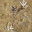 صورة Lagophylla ramosissima Nutt.