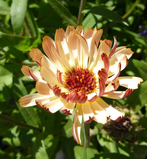 Image of pot marigold