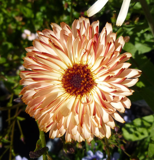 Image of pot marigold