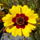 صورة Coreopsis tinctoria Nutt.