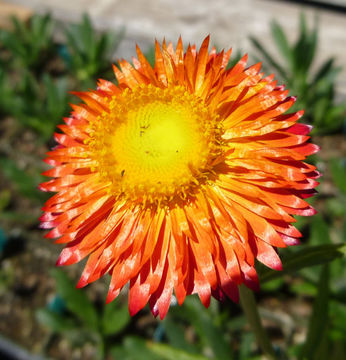 Image of <i>Helichrysum bracteatum</i>