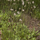 Image of woman's tobacco