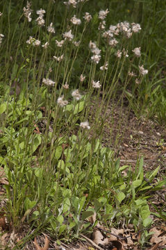 Antennaria plantaginifolia (L.) Hook.的圖片