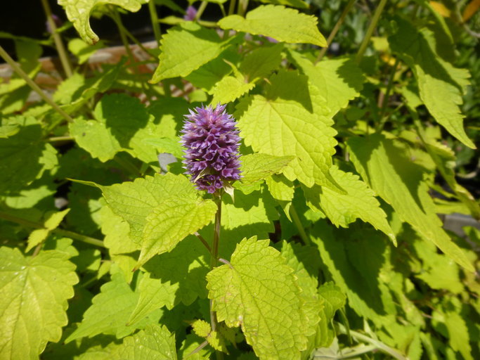 Image of blue giant hyssop