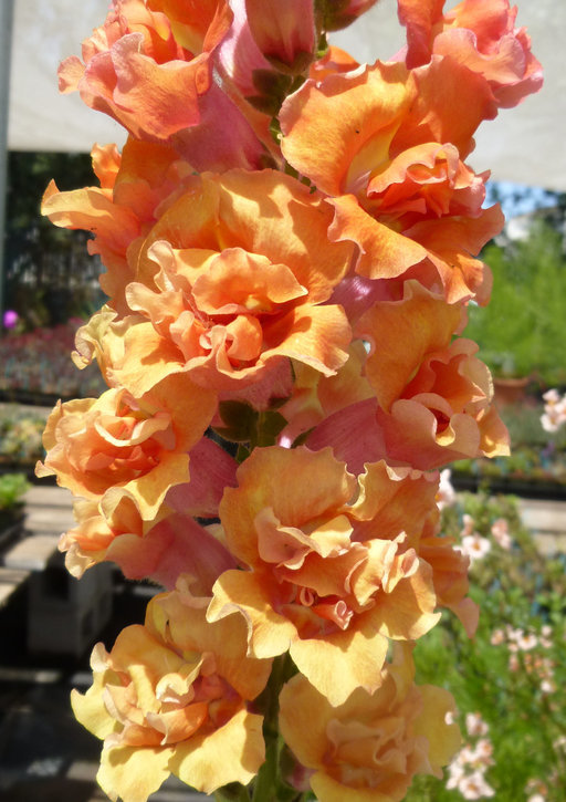 Image of garden snapdragon