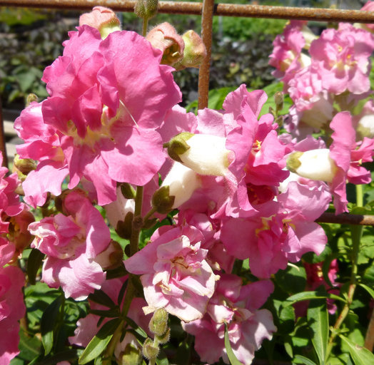 Image de Muflier à grandes fleurs