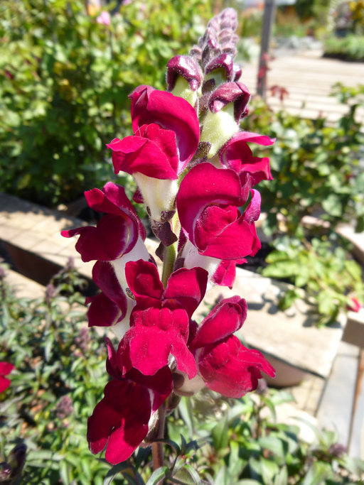 Image de Muflier à grandes fleurs