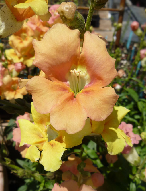 Image de Muflier à grandes fleurs