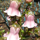 <i>Campanula vidalii</i> resmi