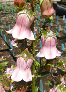 <i>Campanula vidalii</i> resmi