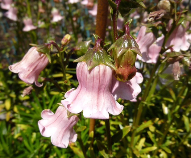 <i>Campanula vidalii</i> resmi