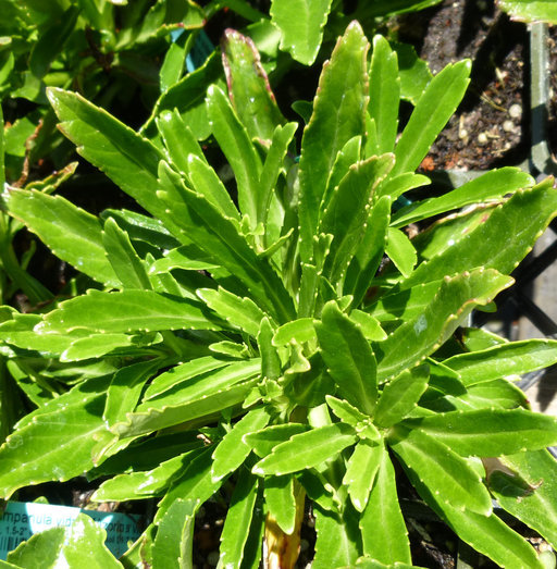 <i>Campanula vidalii</i> resmi