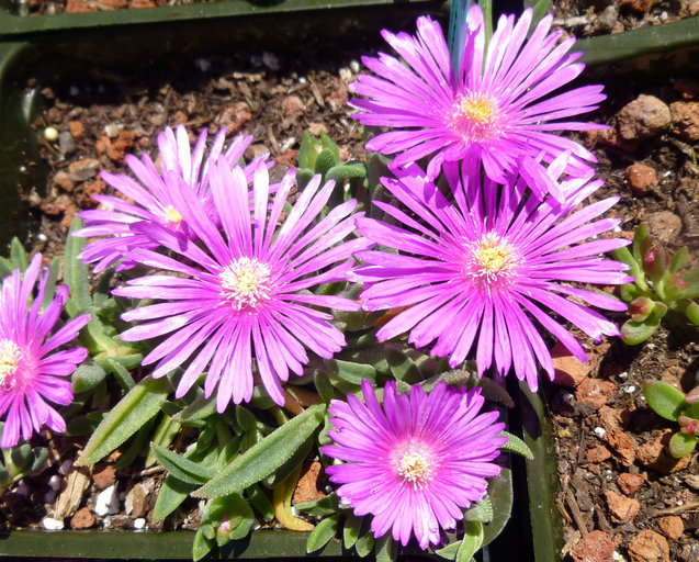 Image of Delosperma sutherlandii (Hook. fil.) N. E. Br.