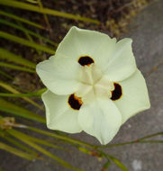 Image of African lily