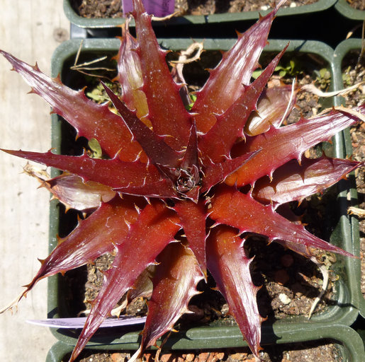 Слика од Dyckia platyphylla L. B. Sm.