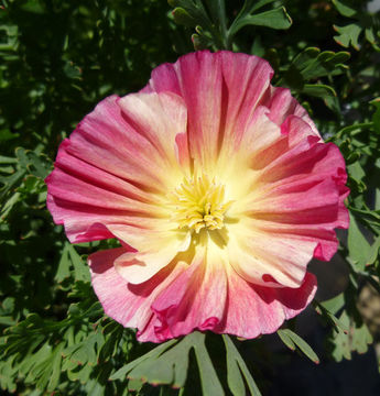 Image of California poppy