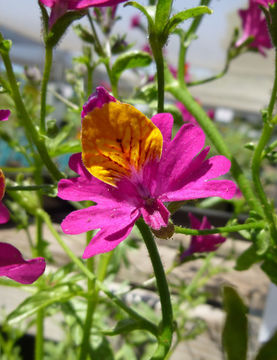 Sivun Schizanthus grahamii Gill. kuva