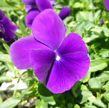 Image of Horned Pansy