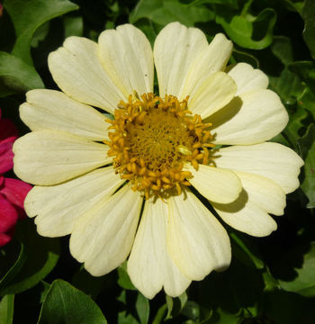 Image of ELEGANT ZINNIA