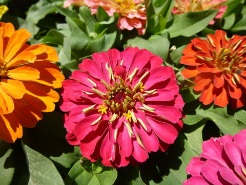 Image of ELEGANT ZINNIA