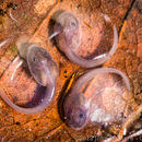 Image of Blessed Poison Frog