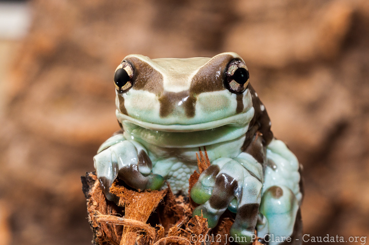 Image of Amazon Milk Frog