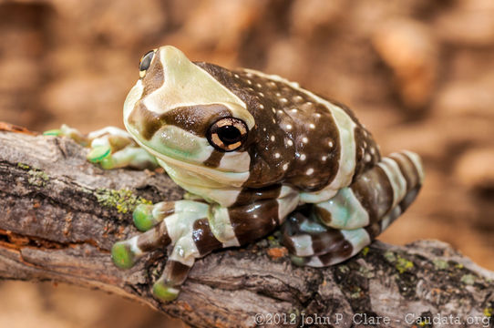 Image of Amazon Milk Frog