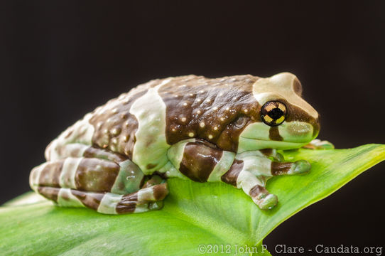 Image of Amazon Milk Frog