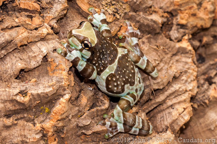 Image of Amazon Milk Frog