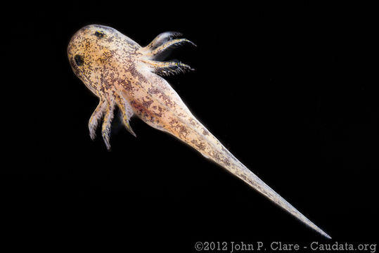 Image of Axolotl