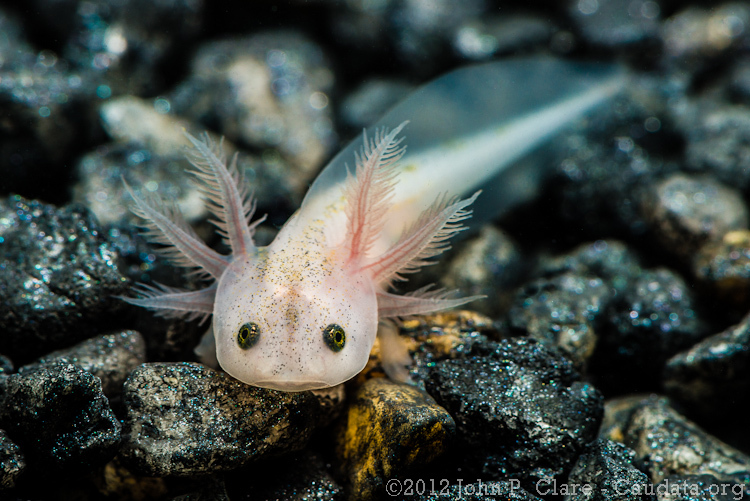 Imagem de Ambystoma mexicanum (Shaw & Nodder 1798)