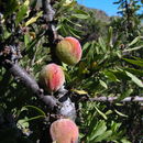 Sivun Prunus fasciculata subsp. punctata (Jeps.) E. Murray kuva