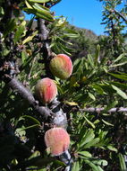 Prunus fasciculata subsp. punctata (Jeps.) E. Murray resmi