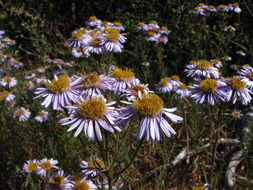 Image of Blochman's erigeron