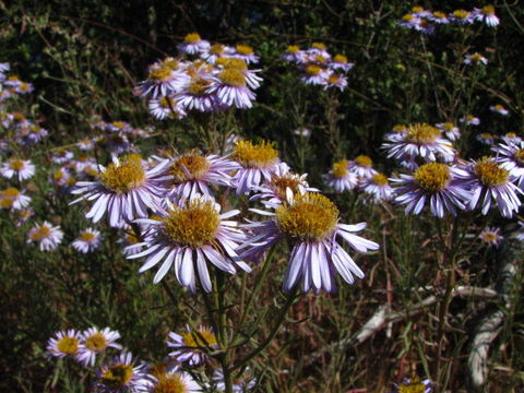 Imagem de Erigeron blochmaniae Greene