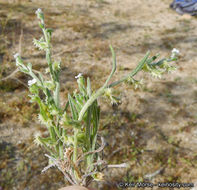 Image of broadfruit combseed