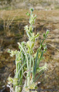 Image of broadfruit combseed