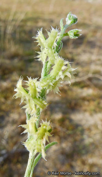 Image of broadfruit combseed