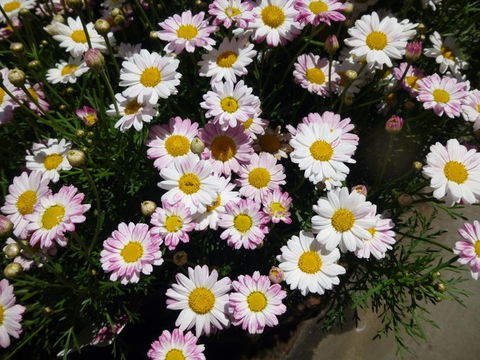 صورة Argyranthemum frutescens (L.) Sch. Bip.