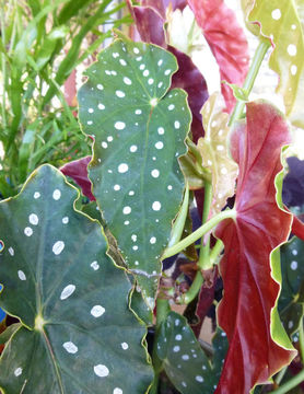 Image of Begonia maculata Raddi