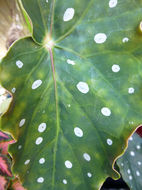 Image of Begonia maculata Raddi