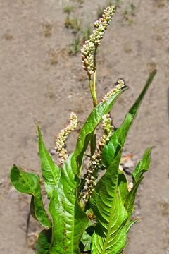 Image of Dock-Leaf Smartweed